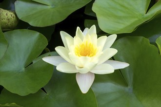 Water lily, white (Nymphaea alba), Baden-Württemberg, Germany, Europe