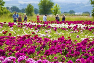 Peony fields near Pirna