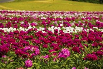 Peony fields near Pirna