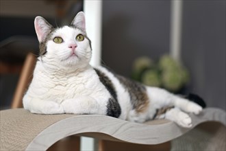 Cat lying on cardboard scratch board in shape of lounge bed