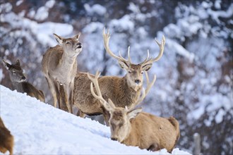 Red deer (Cervus elaphus) stag with pack on a snowy meadow in the mountains in tirol, Kitzbühel,