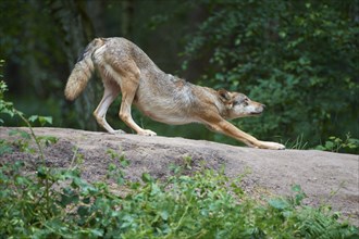 European gray wolf (Canis lupus), stretching in the forest, Germany, Europe