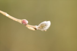 Eastern crack-willow (Salix euxina) pussy willow, detail, Upper Palatinate, Bavaria, Germany,