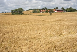 Field of ripe barley in front of a farm in southern Scania, Sweden, Scandinavia, Europe