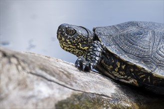 European pond turtle (Emys orbicularis), on a tree trunk, Germany, Europe