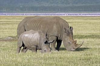 White rhinoceros (Ceratotherium simum) female with young grazing grass, Lake Nakuru National Park,