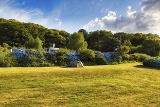 Single tent in a meadow in summer, camping, good weather, Cornwall, South England, England, Great