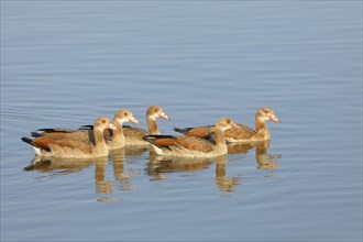 Egyptian Geese (Alopochen aegyptiaca), young birds swimming in shallow water, Altmühlsee,