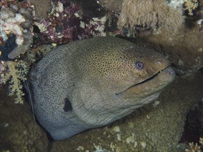 Close-up of giant moray (Gymnothorax javanicus), St Johns Reef dive site, Saint Johns, Red Sea,