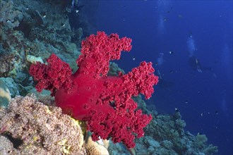 Klunzinger's tree coral (Dendronephthya klunzingeri), St. Johns Reef dive site, Red Sea, Egypt,