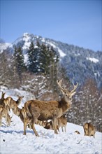 Red deer (Cervus elaphus) stag with pack on a snowy meadow in the mountains in tirol, Kitzbühel,