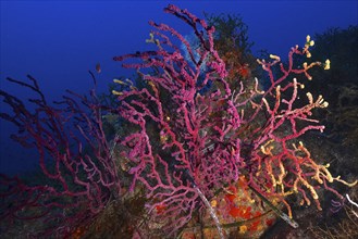 Violescent sea-whip (Paramuricea clavata) in the Mediterranean Sea near Hyères. Dive site Giens