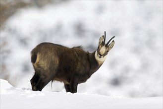 Chamois (Rupicapra rupicapra) buck in the snow in winter, Gran Paradiso National Park, Italian