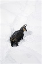 Chamois (Rupicapra rupicapra) foraging in deep powder snow in winter, Gran Paradiso National Park,