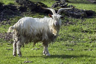 Male white Kempense goat, Kempens goat, Campinois goat (Capra hircus), Belgian domestic goat breed