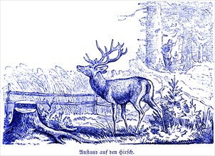 Decency on the stag, Hubertus hunting and hunting scenes, wild animals, hunter, rifle, antlers,