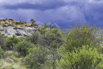 Threatening dark rain clouds of approaching thunderstorm over the Mountain Zebra National Park,