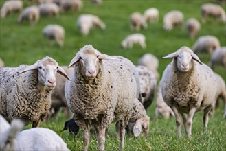 Flock of sheep, Landscape on the Swabian Alb with sheep, Nerenstetten, Baden-Württemberg, Germany,