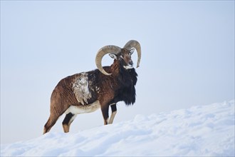 European mouflon (Ovis aries musimon) ram on a snowy meadow in the mountains in tirol, Kitzbühel,