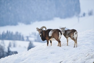 European mouflon (Ovis aries musimon) ram with ewe on a snowy meadow in the mountains in tirol,