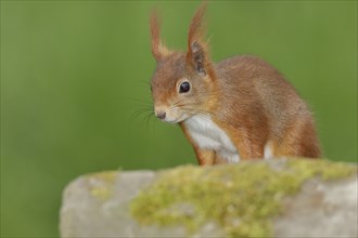 Eurasian red squirrel (Sciurus vulgaris), sitting behind a stone, animal portrait, North