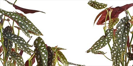 Banner with leaves of 'Begonia Maculata' houseplant with white dots isolated on white background