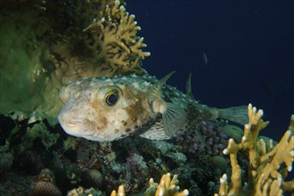 Spotbase burrfish (Cyclichthys spilostylus), House reef dive site, Mangrove Bay, El Quesir, Egypt,