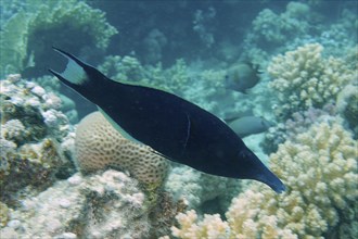 Blue bird wrasse (Gomphosus caeruleus), House reef dive site, Mangrove Bay, El Quesir, Egypt, Red