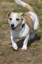 Dog, Jack Russell Terrier, Dog breed, Domestic dog (Canis lupus familiaris), Schleswig-Holstein,