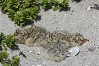 Little Tern (Sternula albifrons), three newly hatched chicks in a clutch, Lower Saxon Wadden Sea