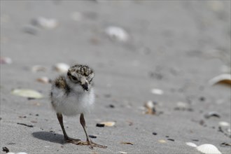 Little Ringed Plover (Charadrius hiaticula), young bird foraging on the beach, Lower Saxon Wadden