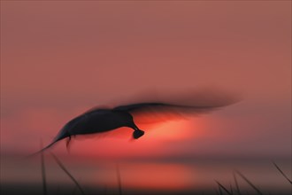 Common Tern (Sterna hirundo), flight study at sunset, in flight with motion blur of the wings, in