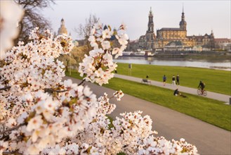 Trees in blossom on the banks of the Elbe in Neustadt in the evening