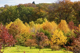 The Forest Botanical Garden Tharandt is an institution of the Technical University of Dresden and