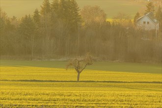 Fields around Possendorf in the Eastern Ore Mountains