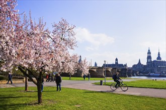 Spring on the Königsufer in Dresden