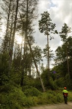 Press event forest damage