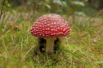 Dippoldiswalder Heide, fly agaric