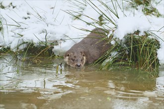 European otter (Lutra lutra), in winter, captive, Germany, Europe