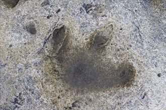 Ornithopod footprint in sandstone at the Lower Cretaceous dinosaur tracksite at Boltodden,