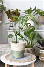 Exotic 'Rhaphidophora Tetrasperma' houseplant with holes in leaves placed on table in basket flower