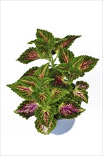 Potted painted nettle 'Coleus Blumei' plant with dark pink veins on white background