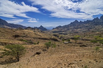 Rock vegetation on island San Antao. Cabo Verde. Africa