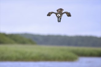 Western osprey (Pandion haliaetus) in flight, diving with feet stretched forward to catch fish from