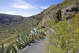 Camino Real or King's Path in the Caldera de Bandama in the Bandama Natural Park or Monumento