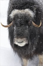 Musk ox (Ovibos moschatus) (C), in the snow at Ranua Wildlife Park, Lapland, Finland, Europe