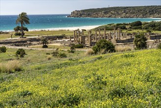 The Roman ruins of Baelo Claudia on the coast near Bolonia, Tarifa, Costa de la Luz, Andalusia,