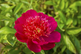 Peony fields near Pirna