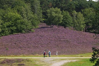 Fischbeker Heide nature reserve, heath blossom, flowering common heather (Calluna vulgaris),