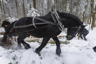 Winter in the Ore Mountains